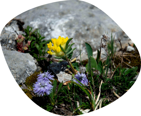 Echantillon de flore du vallon de Susanfe
